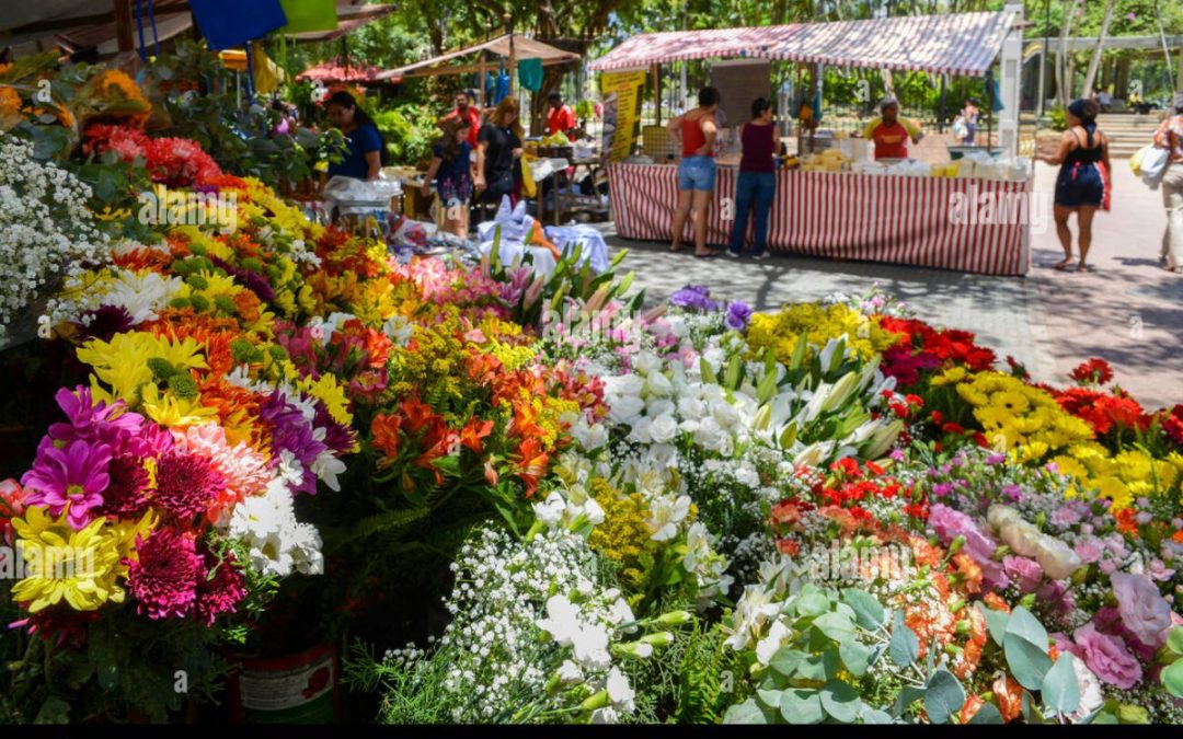 Benne de dons de plants 🍂📢