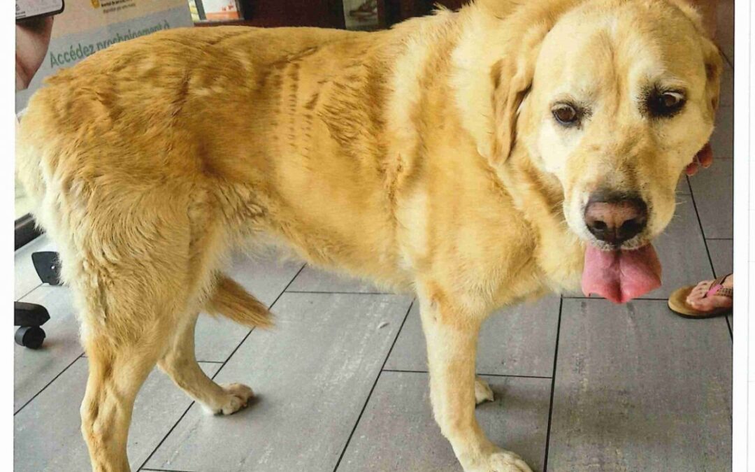 chien trouvé près du cimetière